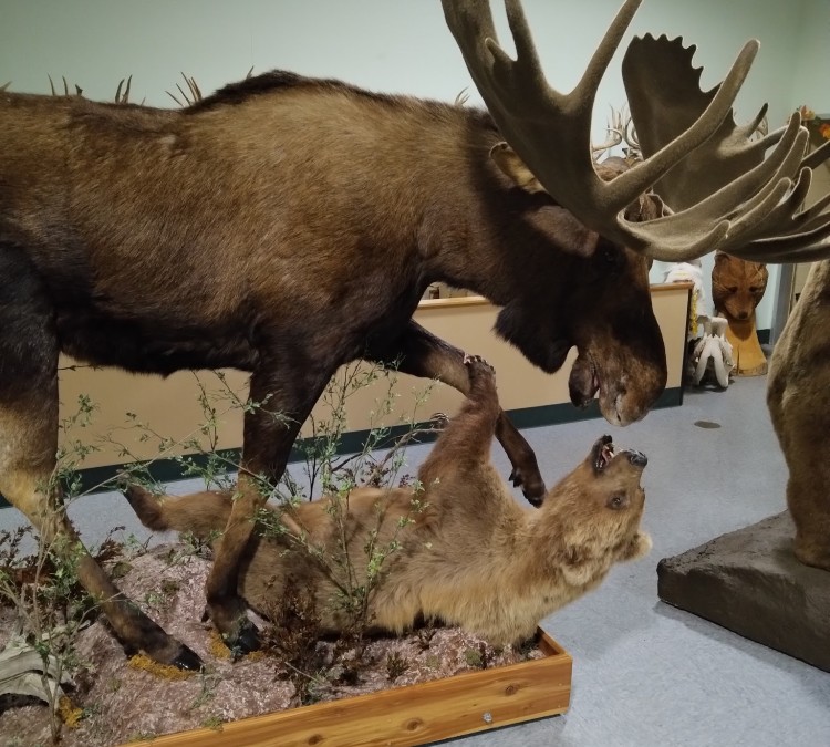 The Wildlife Sports and Educational Museum (Amsterdam,&nbspNY)